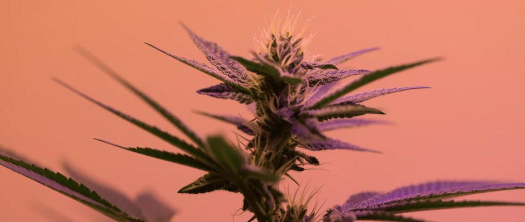 medical cannabis plant