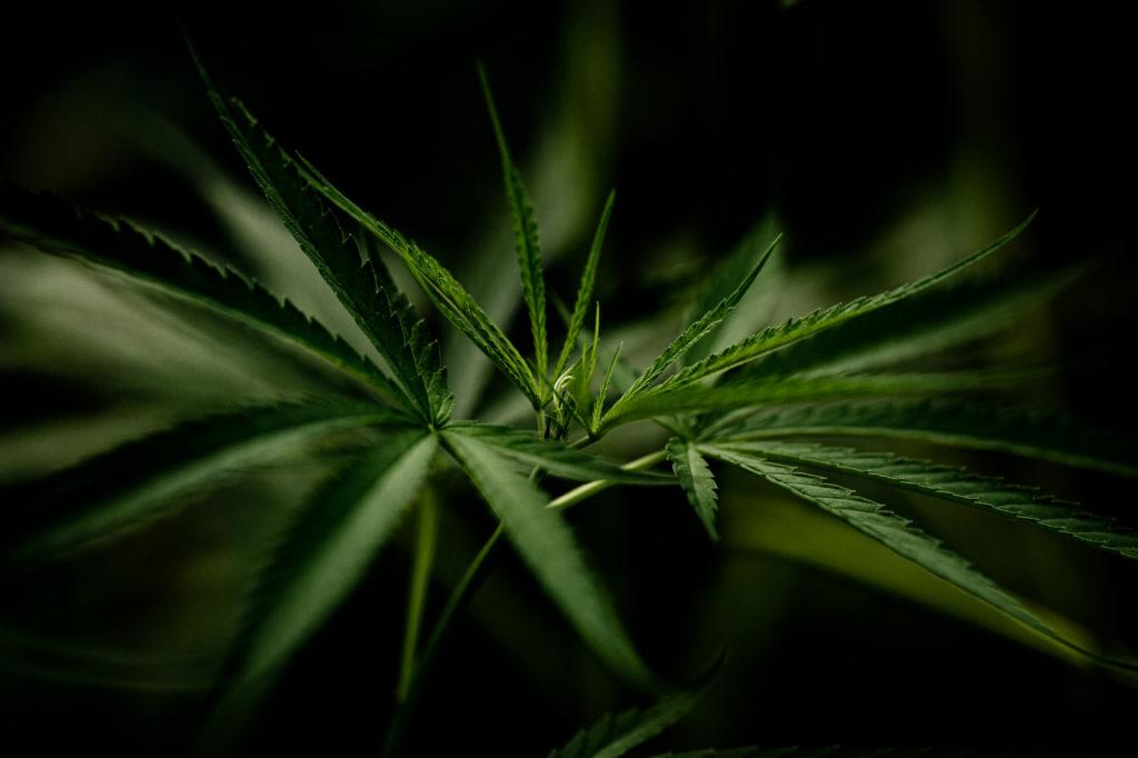 medical cannabis plant