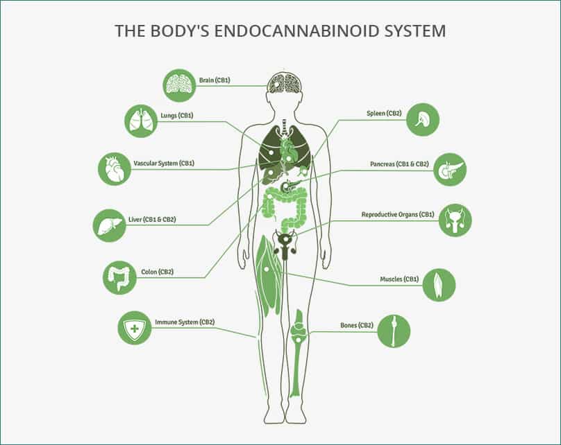endocannabinoid system