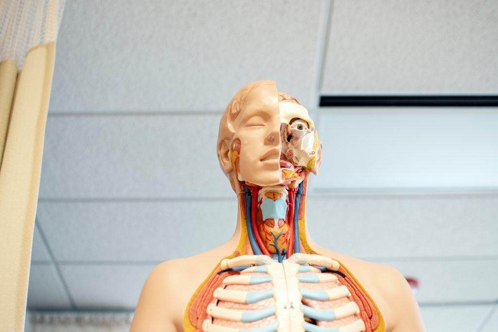 anatomy