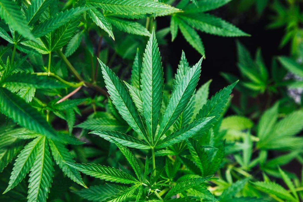 medical cannabis