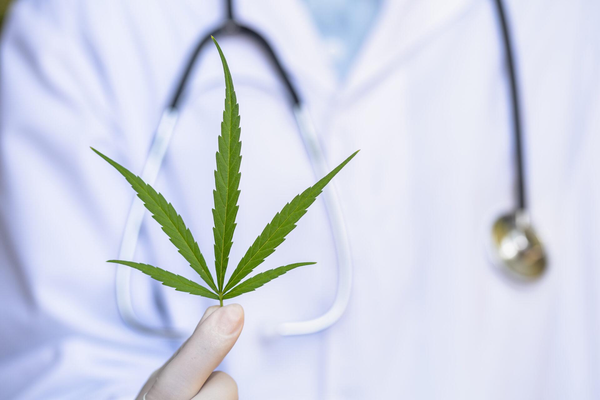 Close-up of a doctor holding a cannabis leaf.