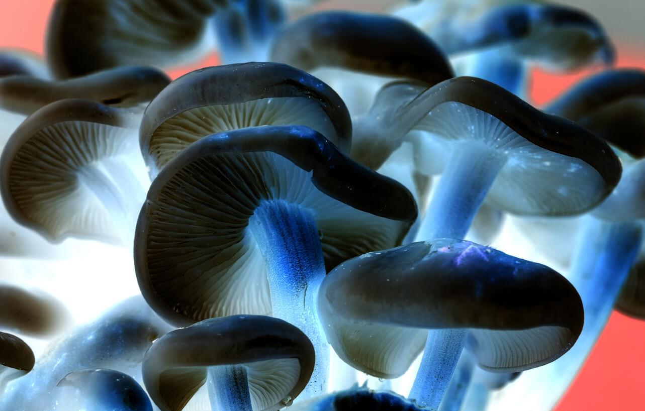 Close-up of unusual blue-brown mushrooms.