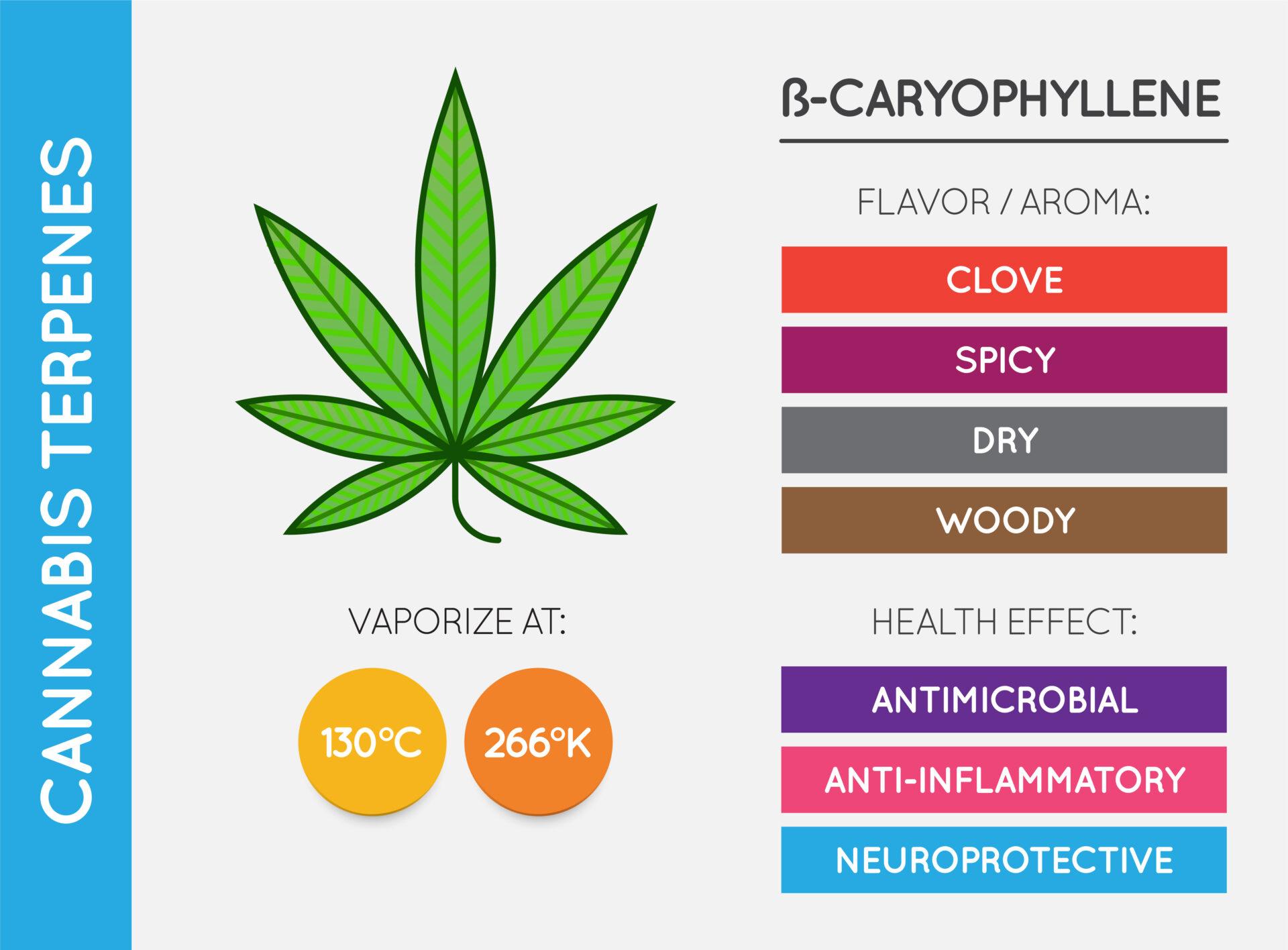 Cannabis terpene information chart.