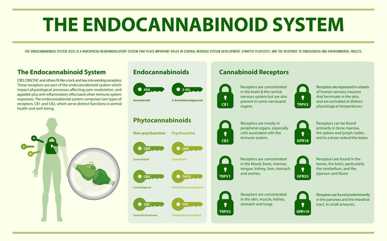 A horizontal infographic illustration of the endocannabinoid system.