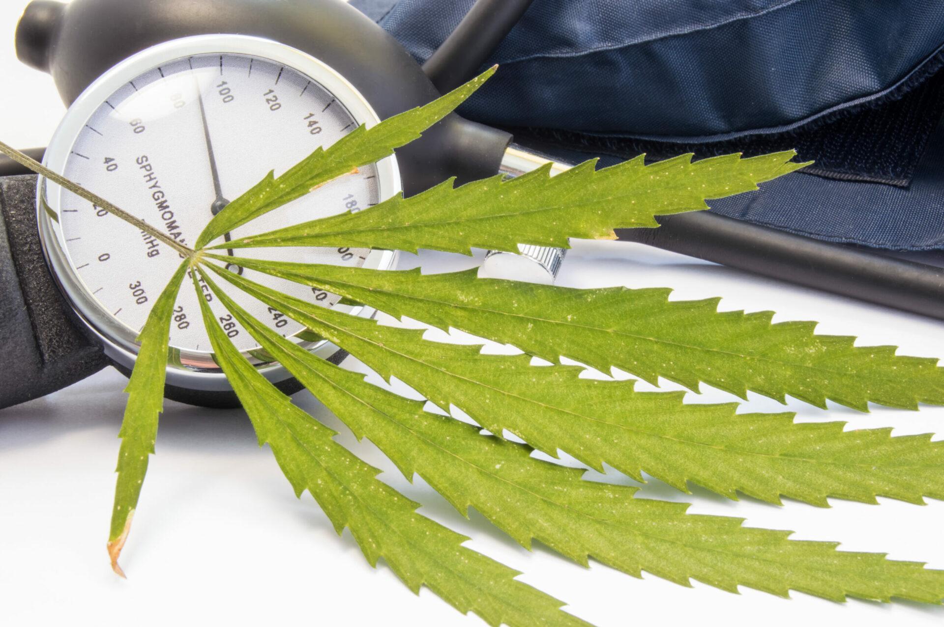 Green cannabis leaf lies near measuring scale of sphygmomanometer and inflated cuff