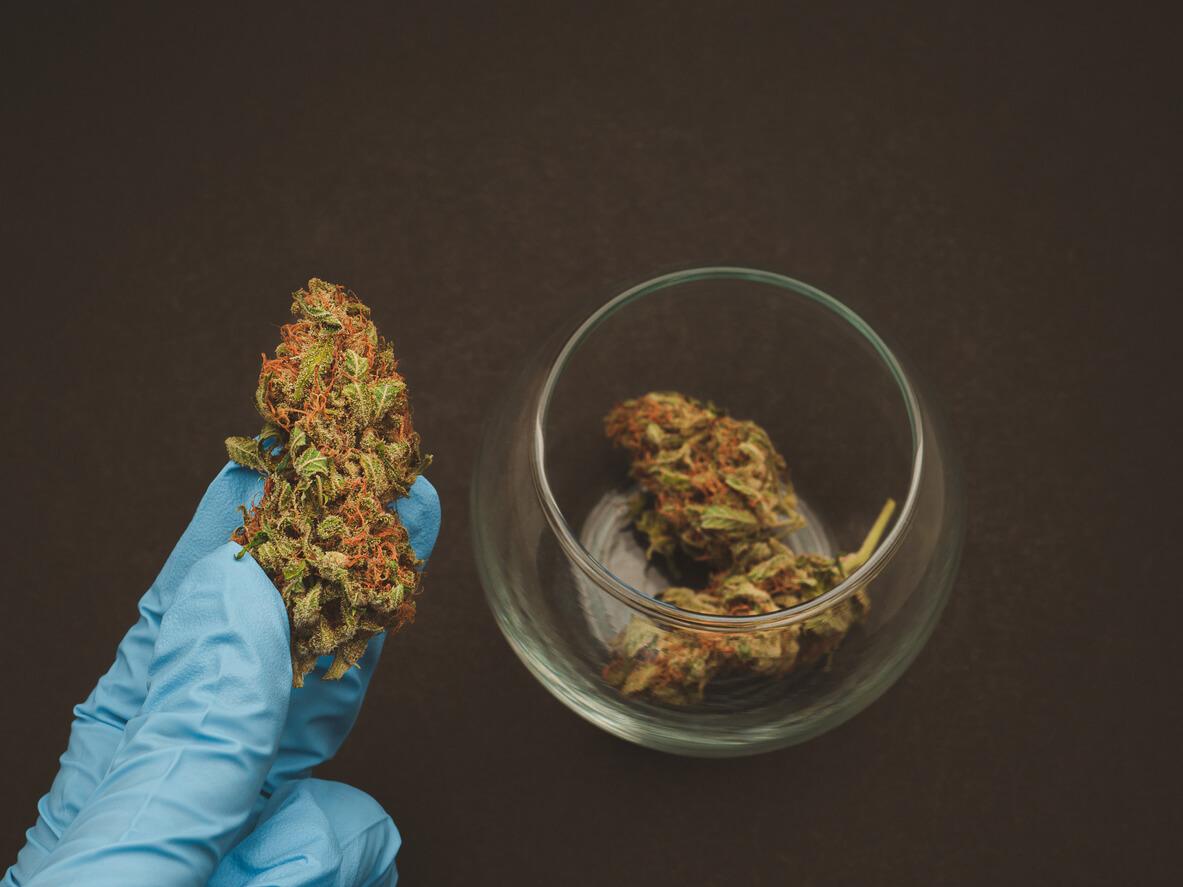 A gloved hand holding dried cannabis buds.