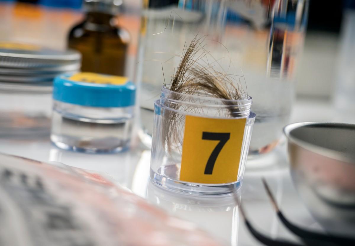 Close-up of a hair sample for lab testing.