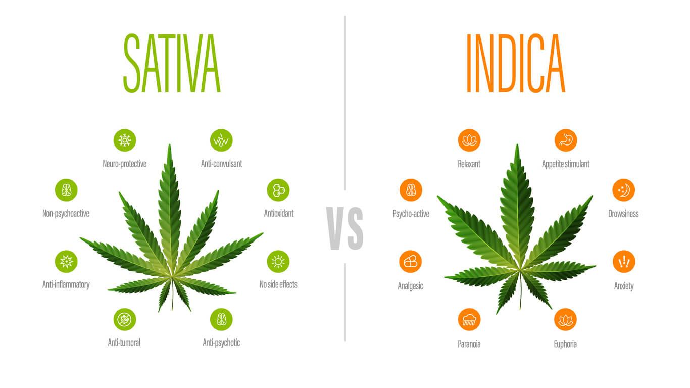 An infographic comparing Sativa and Indica cannabis strains, illustrating their respective properties.