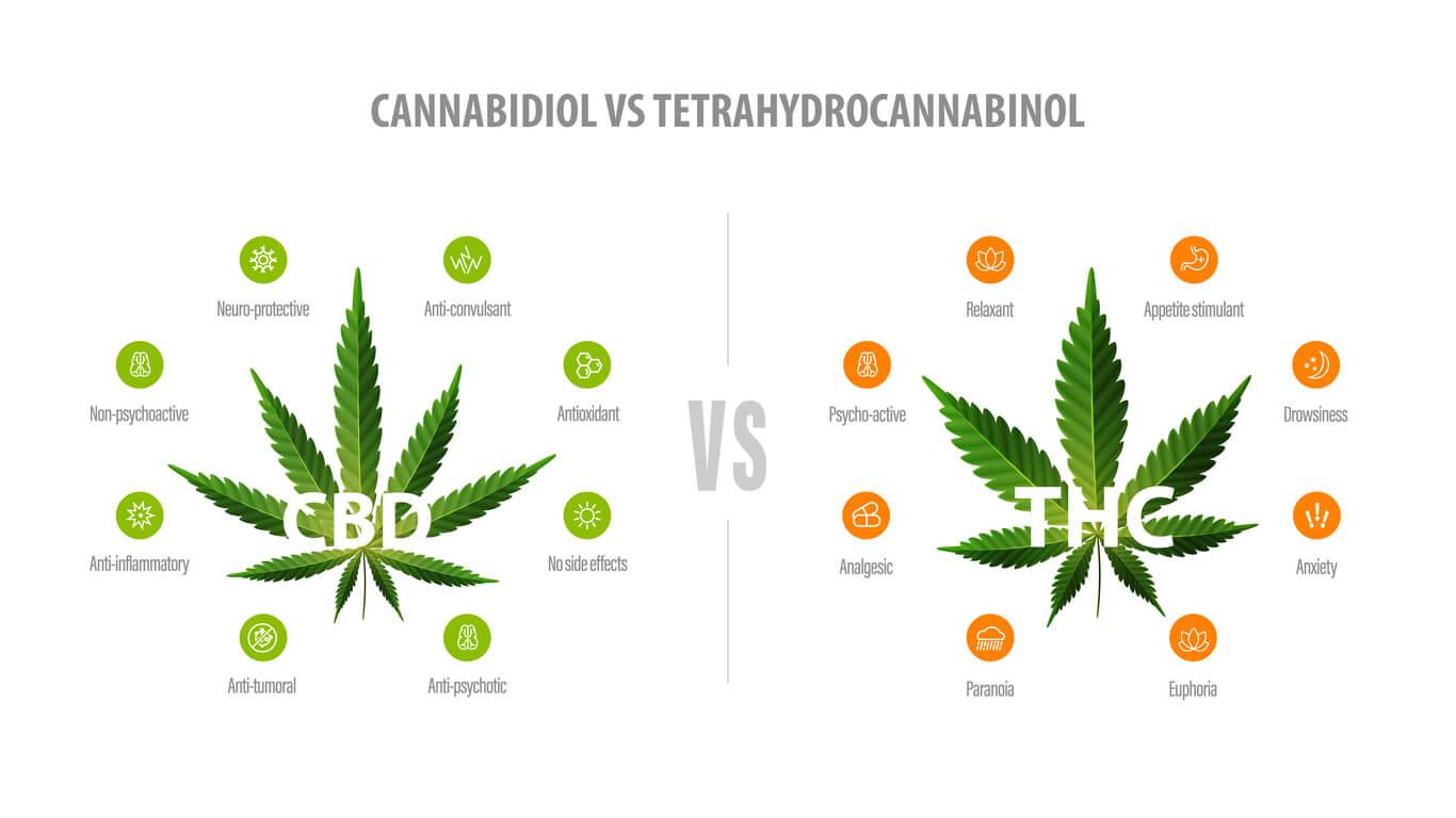 An infographic comparing the properties of CBD and THC, showing CBD as non-psychoactive with benefits like neuroprotection and anti-inflammatory effects, versus THC, which is psychoactive with effects including relaxation, euphoria, and potential side effects like anxiety.