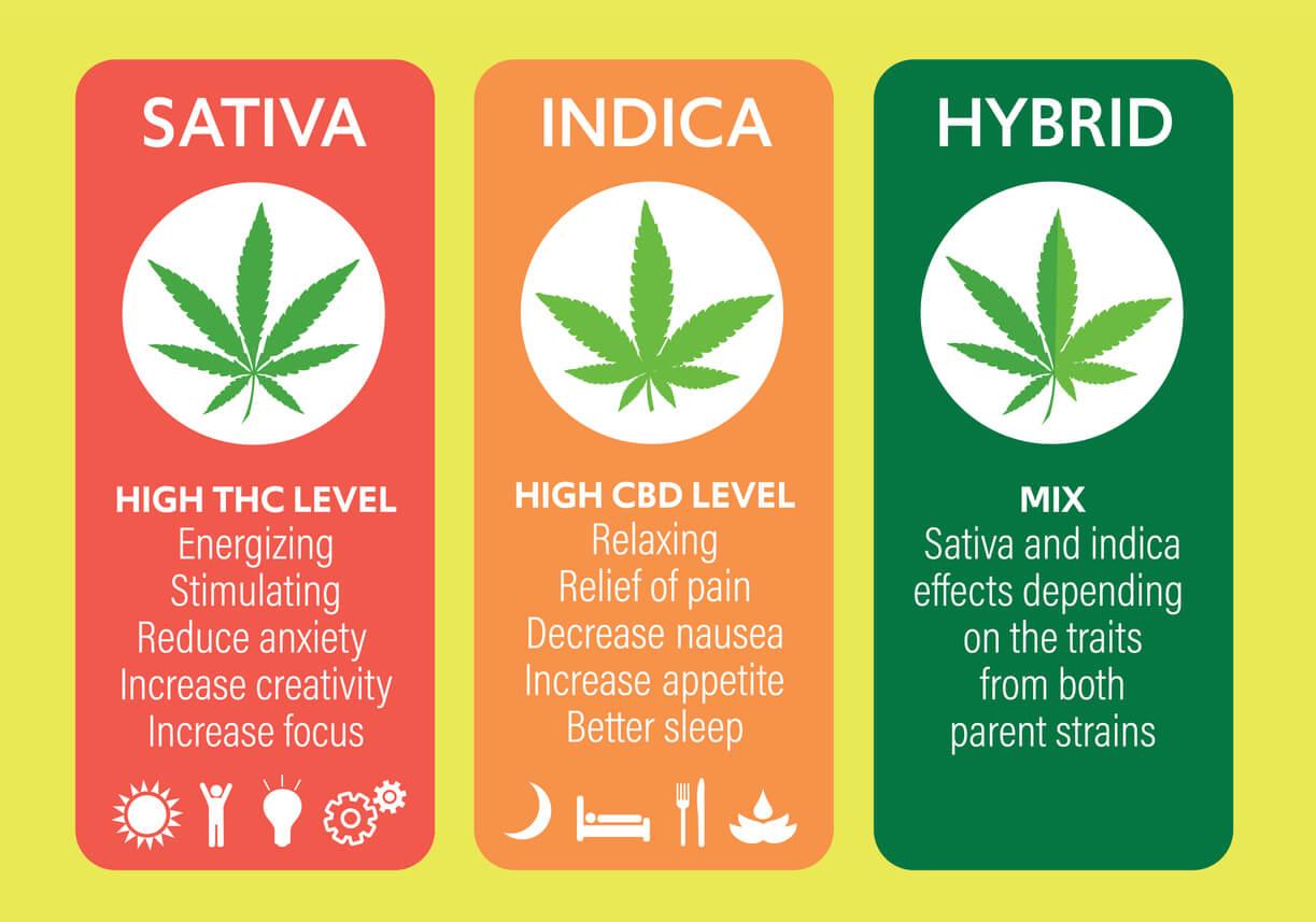 An infographic illustrating the differences between cannabis strains: Sativa (high THC, energising), Indica (high CBD, relaxing), and Hybrid (a mix of Sativa and Indica effects).