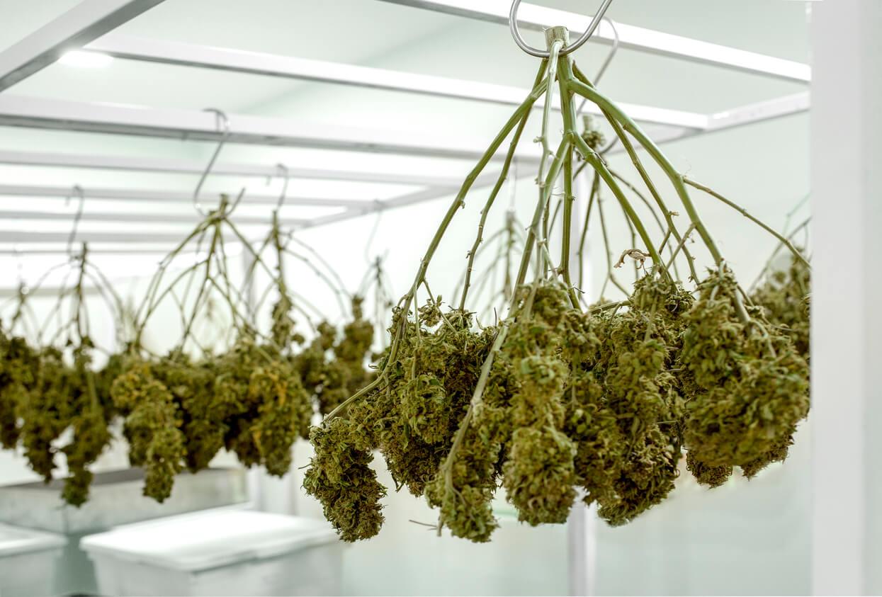Cannabis plants hanging upside down to dry in a controlled environment, ensuring proper curing and preservation of quality.