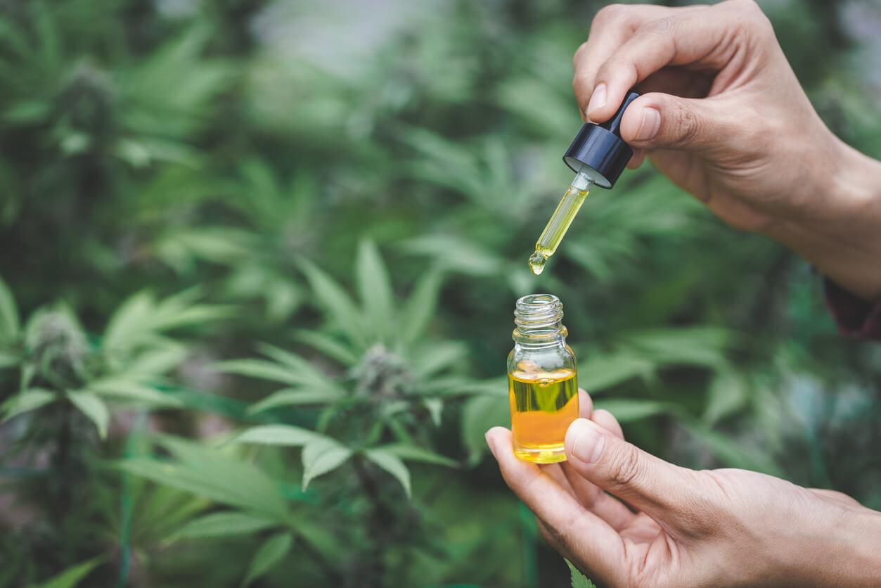 A person is holding a dropper above a small bottle containing cannabis oil, set against a backdrop of lush cannabis plants.