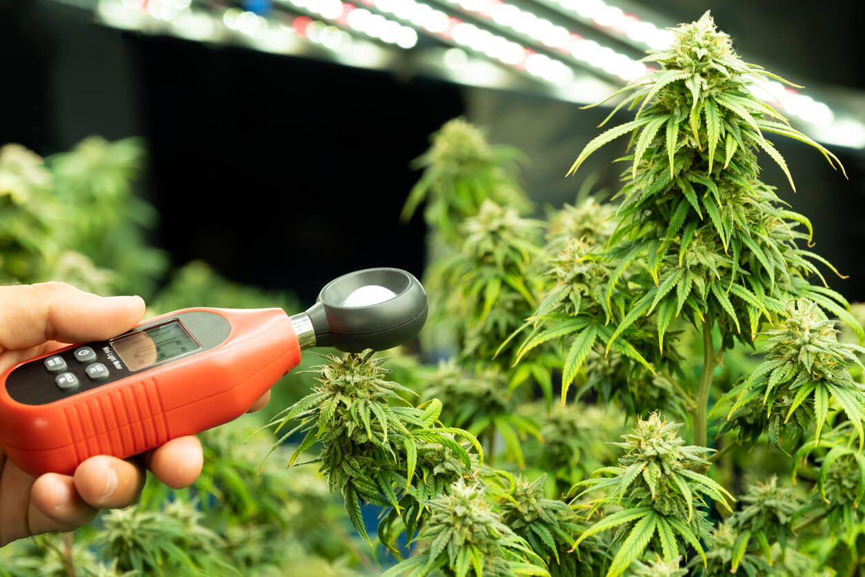 A person using a handheld light metre to measure light exposure on a cannabis plant in a grow room.