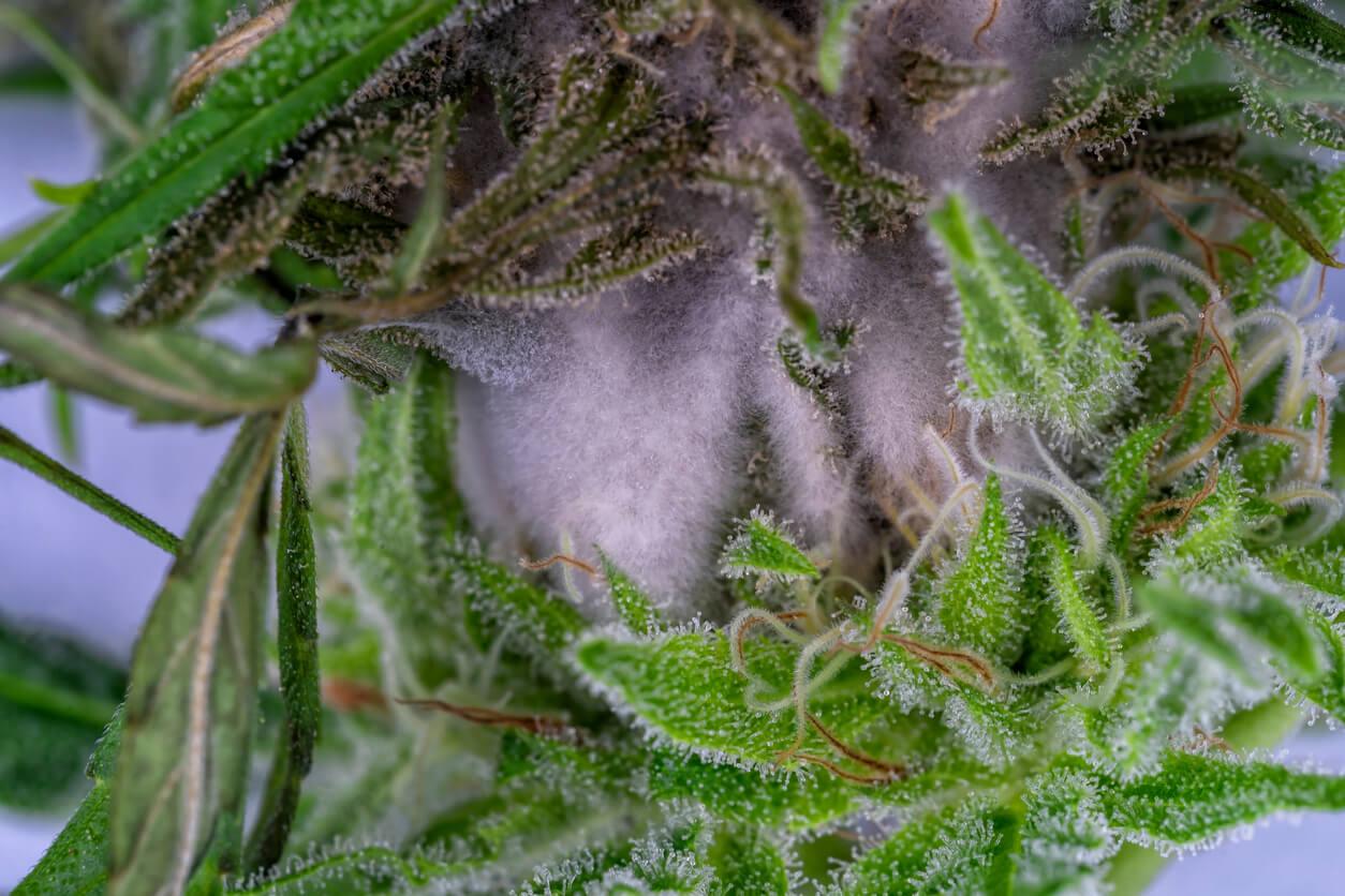 A close-up image of cannabis showing white, fuzzy mould covering the plant.