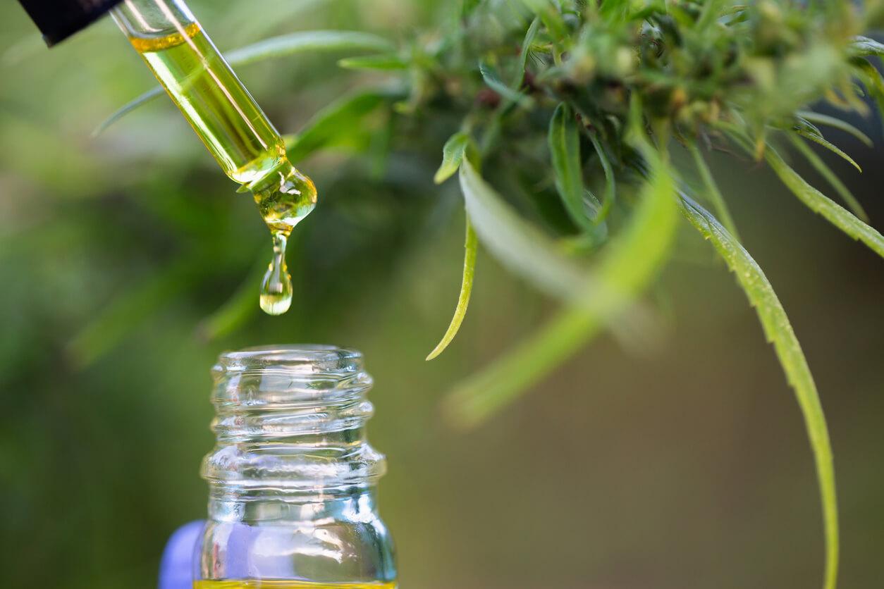 A dropper releases a drop of cannabis oil into a bottle, with cannabis plants in the background.