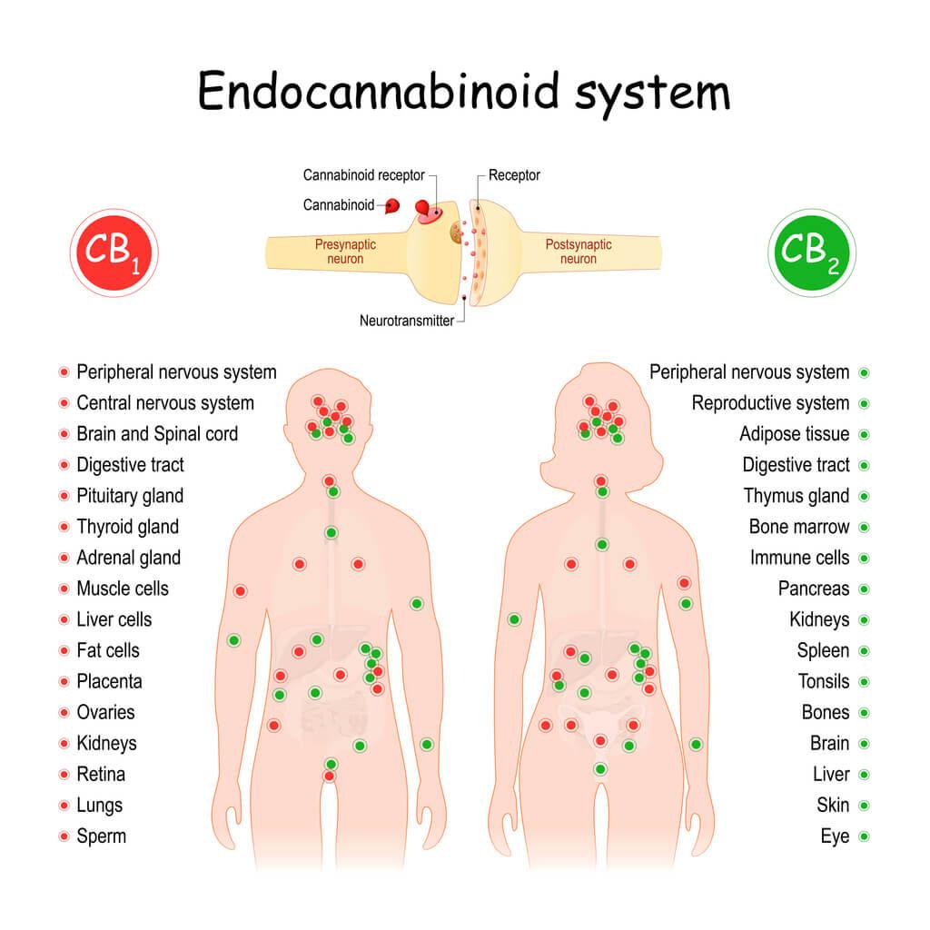 The diagram shows the endocannabinoid system, highlighting the locations of CB1 and CB2 receptors throughout the human body.