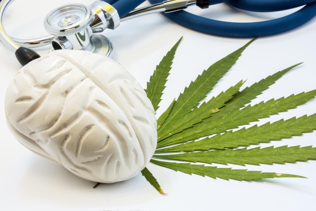 A model brain and a stethoscope rest on top of cannabis leaves, symbolising the connection between medical cannabis and neurological health.