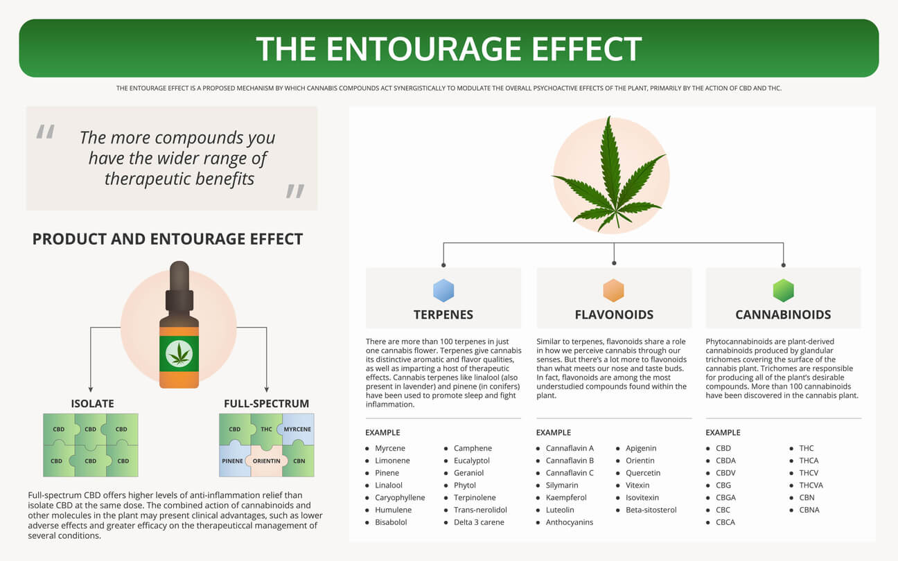 The infographic explains the entourage effect, illustrating how terpenes, flavonoids, and cannabinoids in cannabis work together to enhance therapeutic benefits.