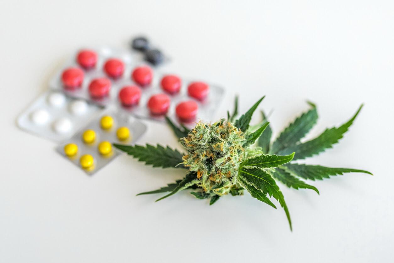 A cannabis bud and leaves are placed next to various blister packs of colourful pills on a white surface.