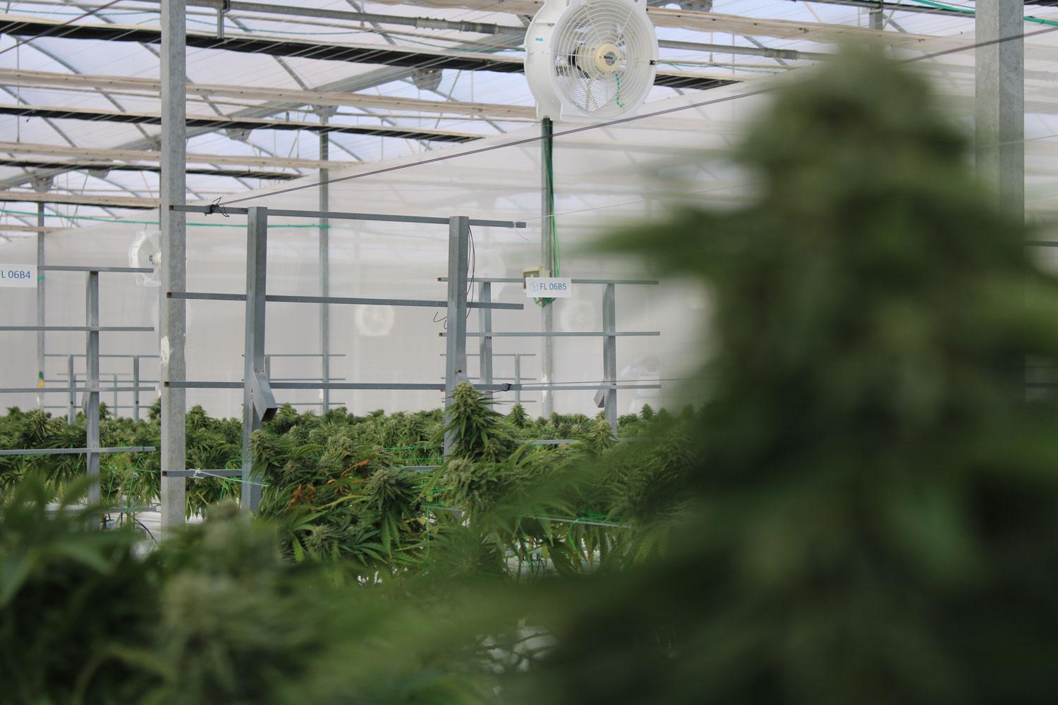 Gro-Vida medical cannabis growing facility