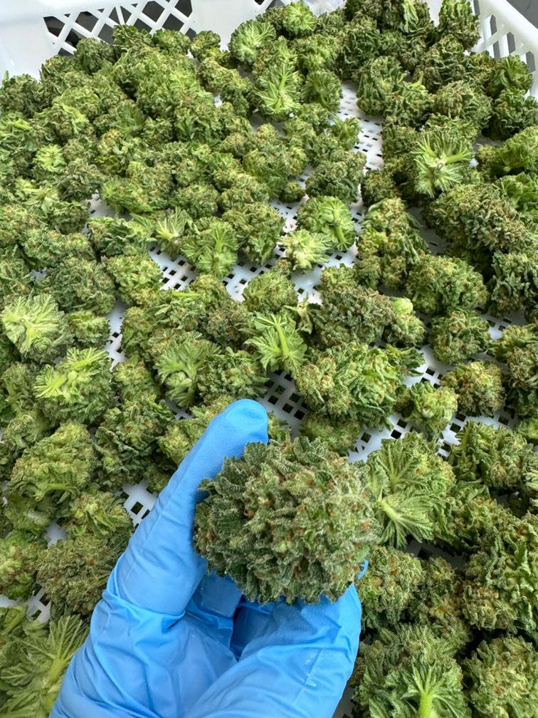 Harvested buds