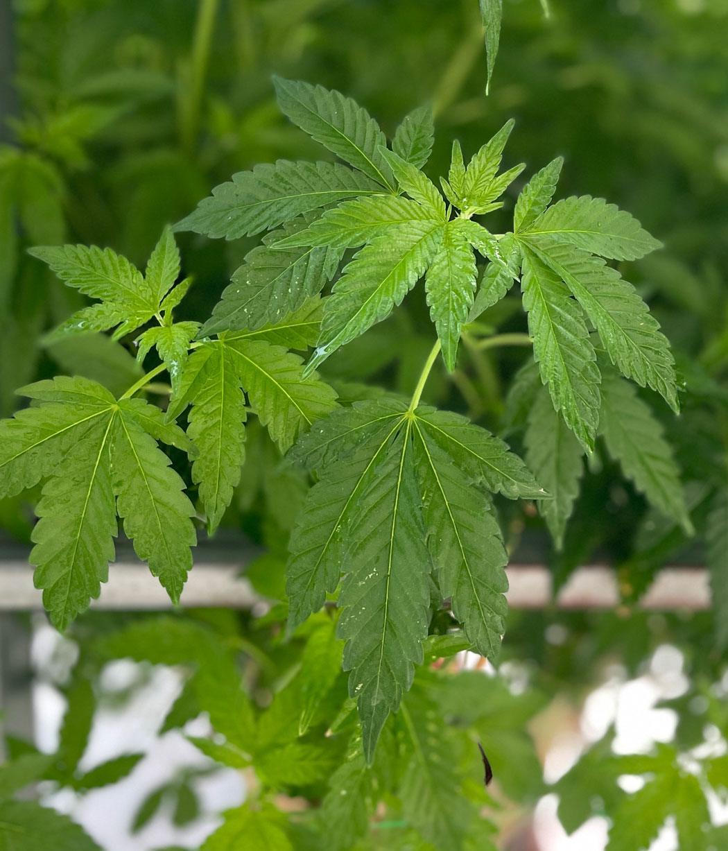 Indica Leaf