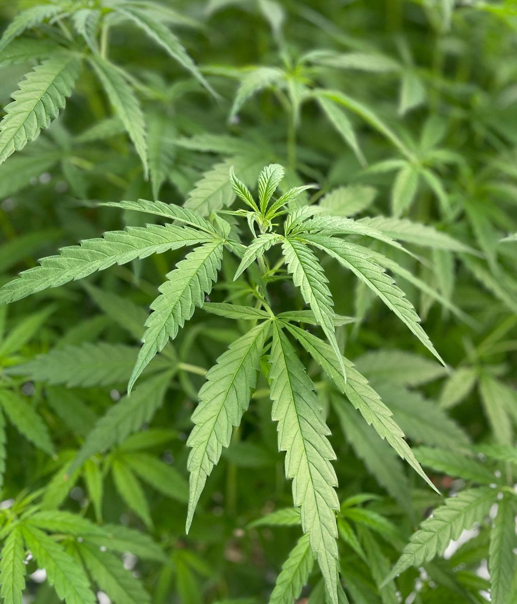 Sativa Leaf